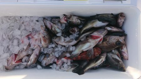 オーフリー 釣果