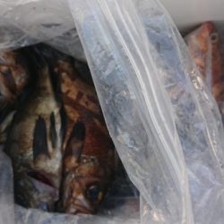 オーフリー 釣果