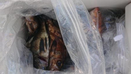 オーフリー 釣果