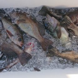 オーフリー 釣果