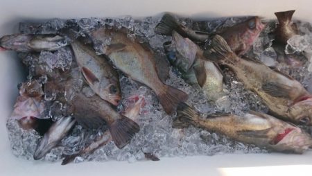 オーフリー 釣果