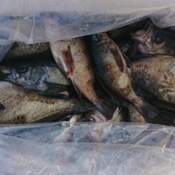 オーフリー 釣果