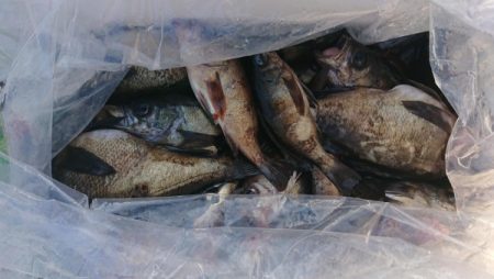 オーフリー 釣果