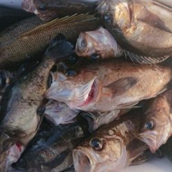 オーフリー 釣果