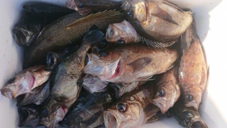 オーフリー 釣果