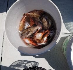 内浜丸 釣果