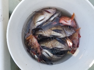 内浜丸 釣果