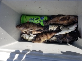 内浜丸 釣果