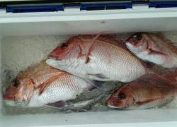 長栄丸(静岡) 釣果