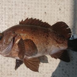 オーフリー 釣果