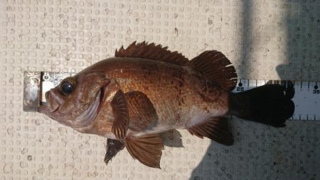 オーフリー 釣果