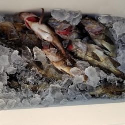 オーフリー 釣果