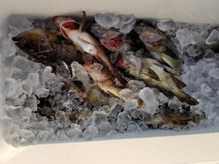 オーフリー 釣果