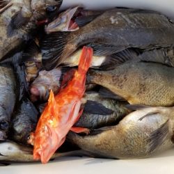 オーフリー 釣果