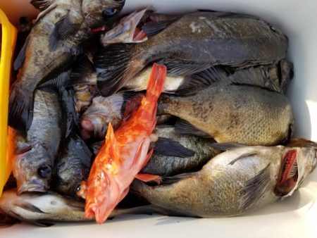 オーフリー 釣果