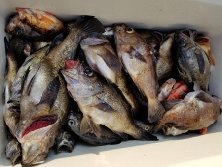 オーフリー 釣果