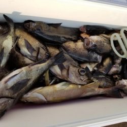 オーフリー 釣果