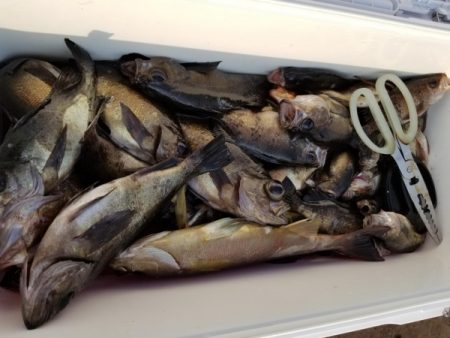 オーフリー 釣果