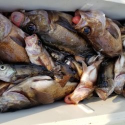 オーフリー 釣果