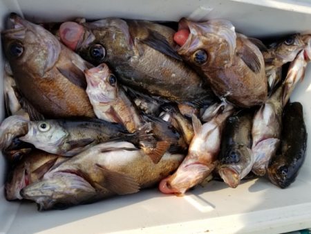 オーフリー 釣果