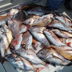 松本釣船２ 釣果