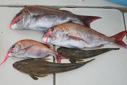 松本釣船２ 釣果