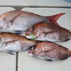 松本釣船２ 釣果