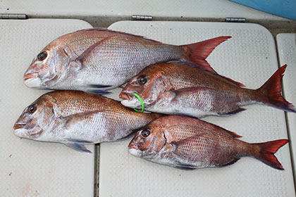 松本釣船２ 釣果