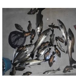 ルアー船マヒマヒ 釣果