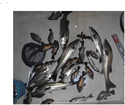 ルアー船マヒマヒ 釣果