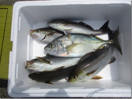 海正丸 釣果
