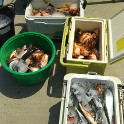 モンロー号 釣果