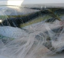 海龍丸(福岡) 釣果