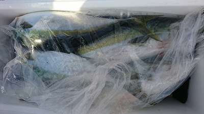 海龍丸(福岡) 釣果