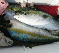 海龍丸(福岡) 釣果