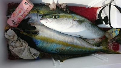 海龍丸(福岡) 釣果