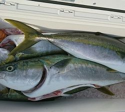 海龍丸(福岡) 釣果