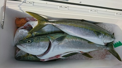 海龍丸(福岡) 釣果