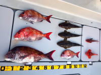 オーシャンマスター 釣果