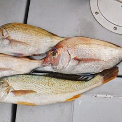 松本釣船２ 釣果