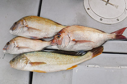 松本釣船２ 釣果