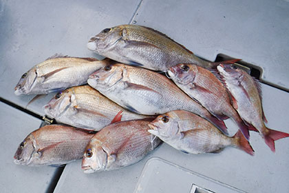 松本釣船２ 釣果