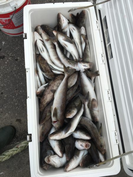 第八平成丸 釣果