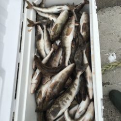 第八平成丸 釣果