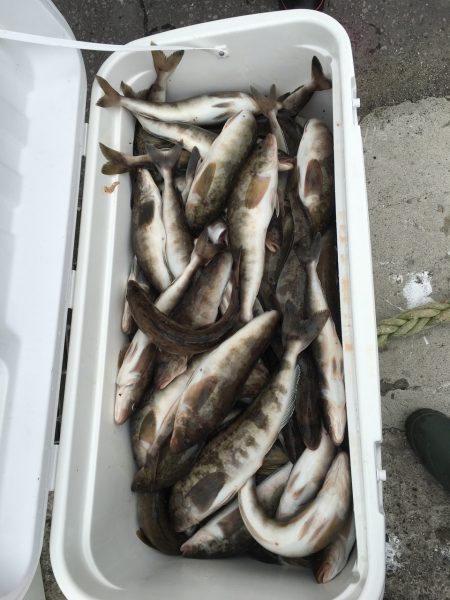 第八平成丸 釣果