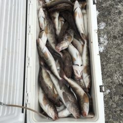 第八平成丸 釣果