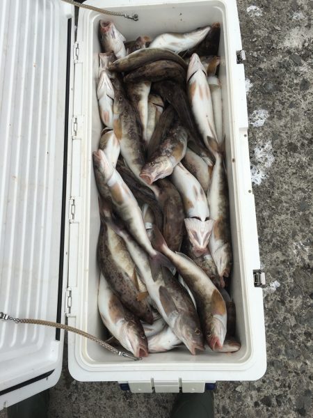 第八平成丸 釣果