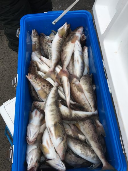 第八平成丸 釣果