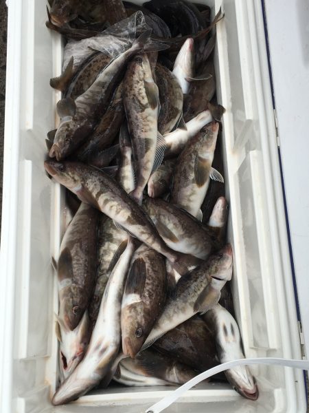 第八平成丸 釣果