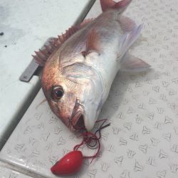 マタウマリンサービス 釣果